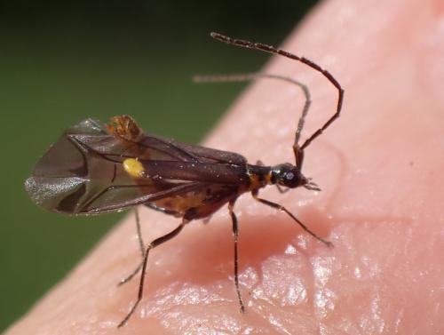 Malthodes marginatus